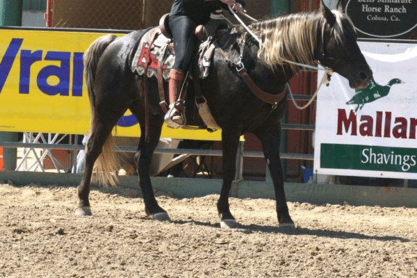 Kentucky Mountain Saddle Horse Ride