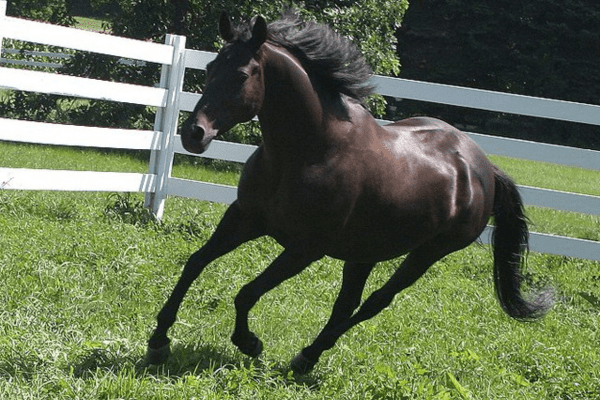 Appendix Quarter Horse Running