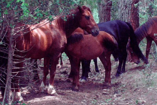 Sarcidano Horse