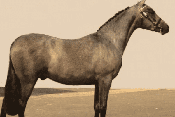 Australian Riding Pony