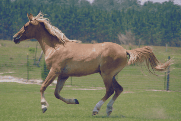 Galiceno Horse
