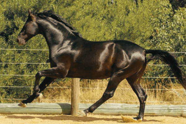 Australian Warmblood Horse