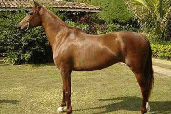 Brazilian Sport Horse