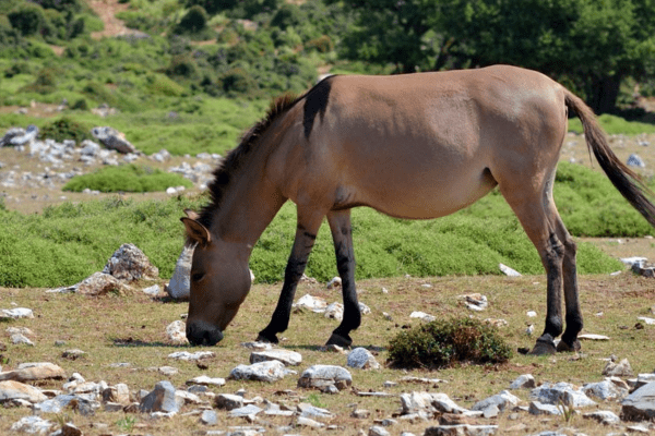 Skyros Pony