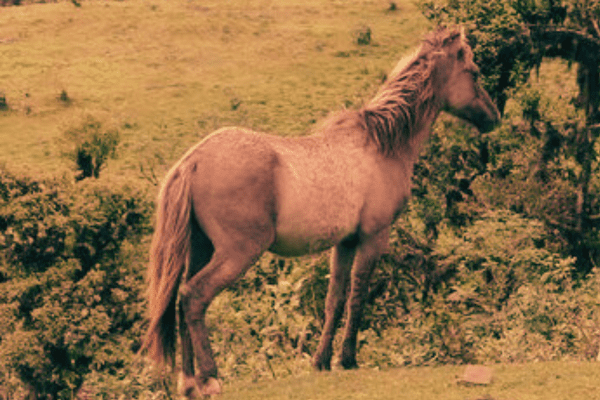 Bolivian Pony