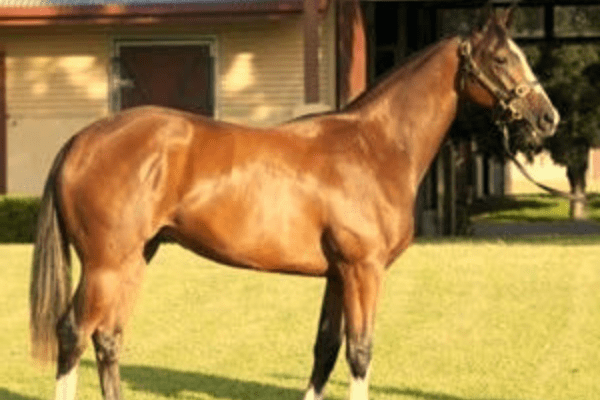 Messara Horse
