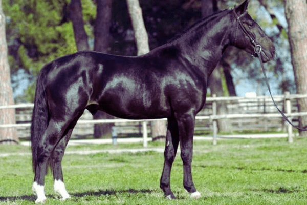 Tolfetano Horse