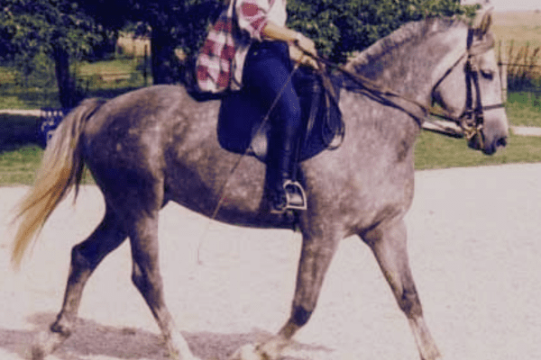 Araboulonnais Horse