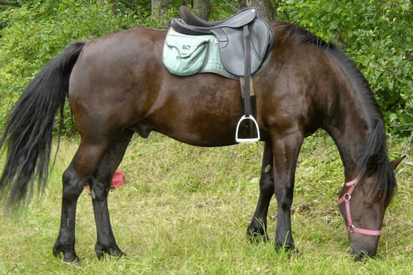 Kuznetsk Horse