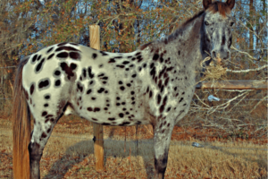 Pony of the Americas: The Ultimate Horse Breed Profile - Horse Wildlife