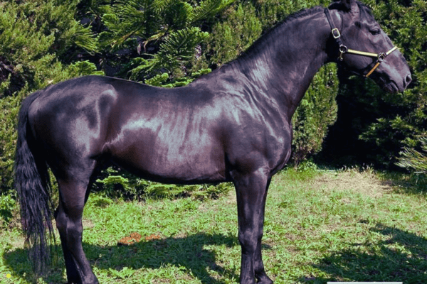 Persano Horse