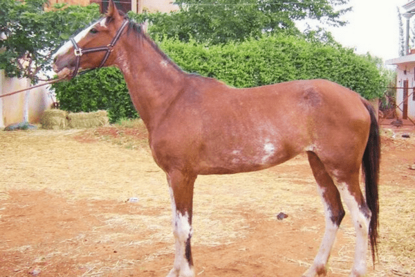 Dongola Horse