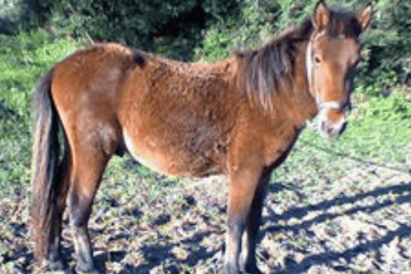 Pindos Pony