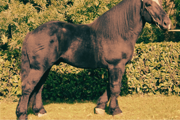 Nivernais Horse 