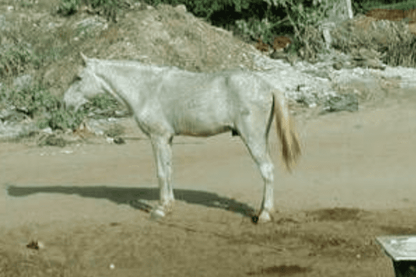 Foutanké Horse