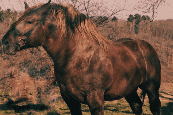 Murakoz Horse