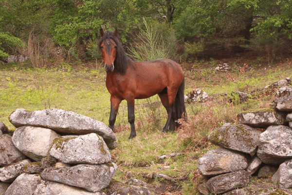 Garrano Pony