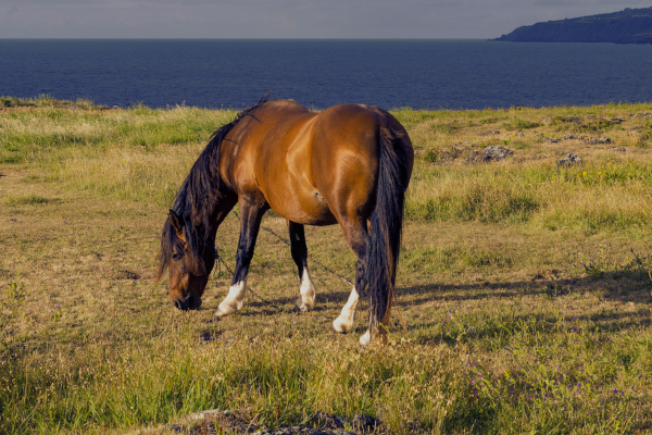 Azores Horse