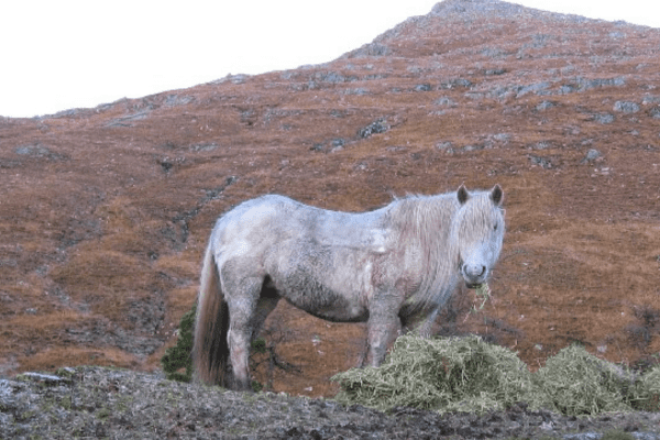 Highland Pony