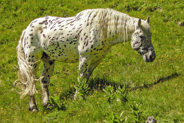 British Spotted Pony