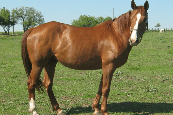 Pleven Horse