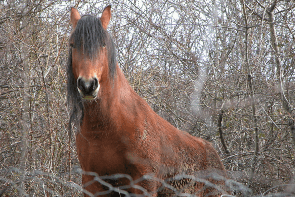Asturcón Horse