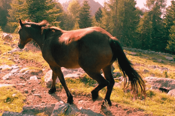 Samolaco Horse